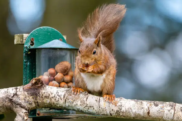 Photo of Garden Red Squirrel