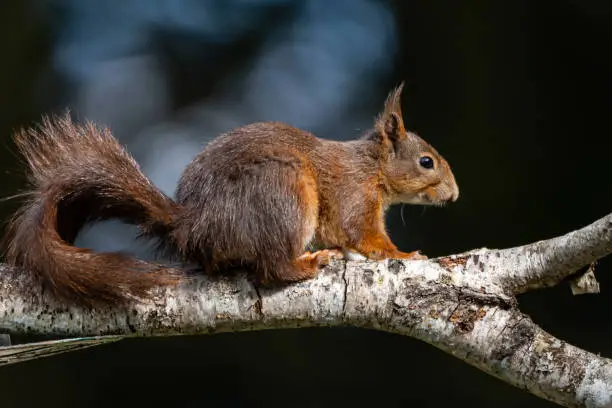 Photo of Garden Red Squirrel