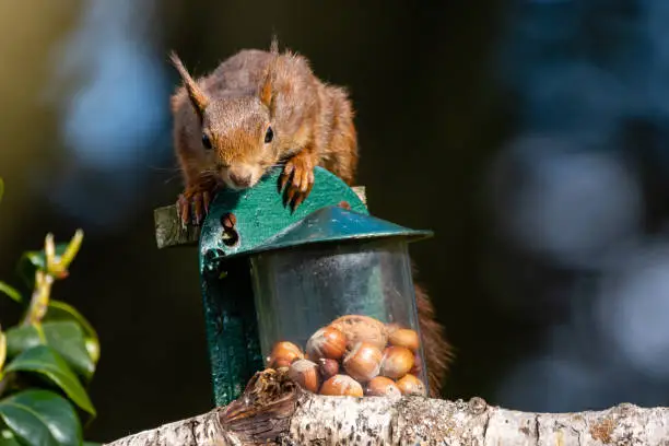 Photo of Garden Red Squirrel