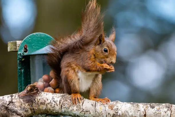 Photo of Garden Red Squirrel