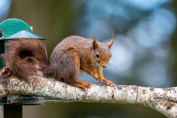 Photo of Garden Red Squirrel