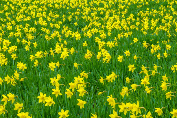 Wildflower daffodil on Vancouver Island, British Columbia