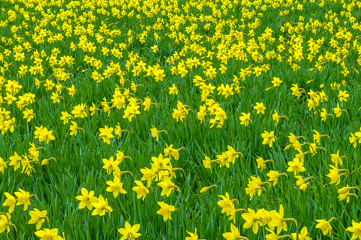 Wildflower daffodil on Vancouver Island, British Columbia