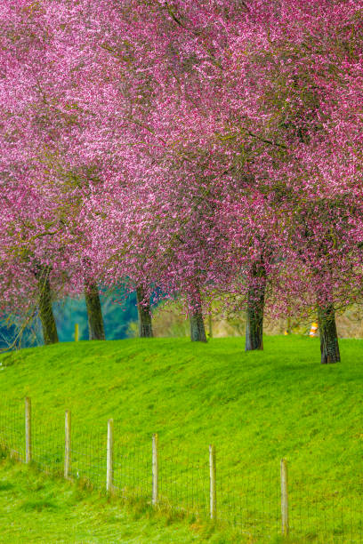 Blossoming cherry trees on Vancouver Island, British Columbia