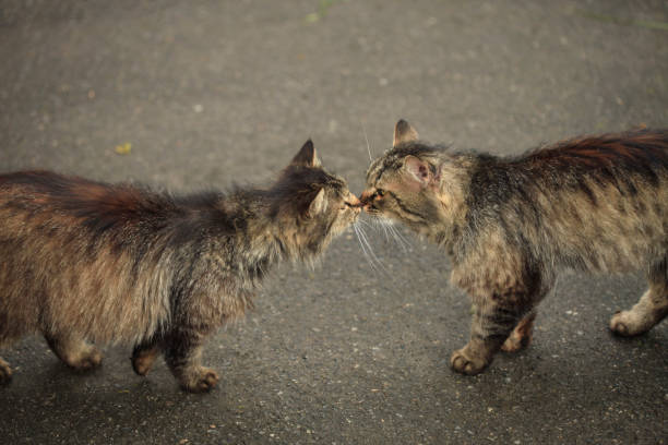 istock Portrait of grey wild cat 1243804344