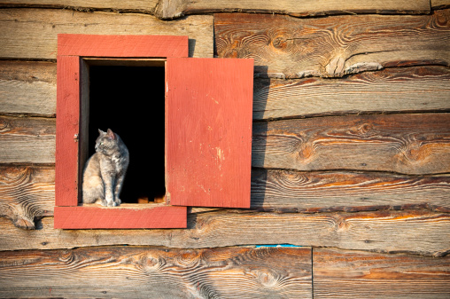 A watchful cat sits in a window at a horse stable. Employed to catch mice.