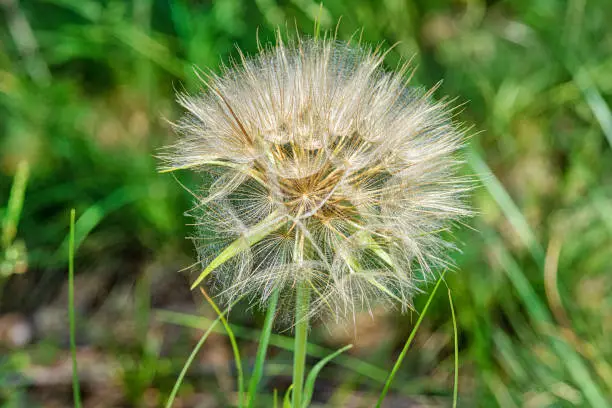 Salsify (Tragopogon porrifolius). A large dandelion looking seedhead called Yellow Goats Beard also known as Western Salsify.