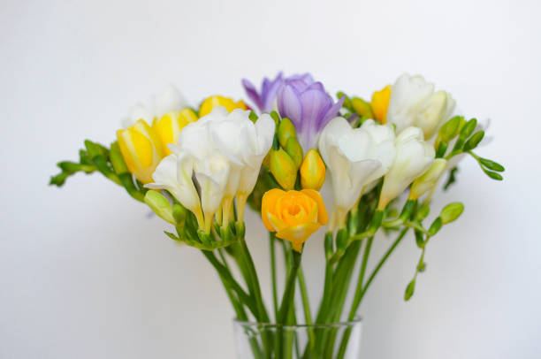 istock Colorful freesias bouquet on white background 1243814591