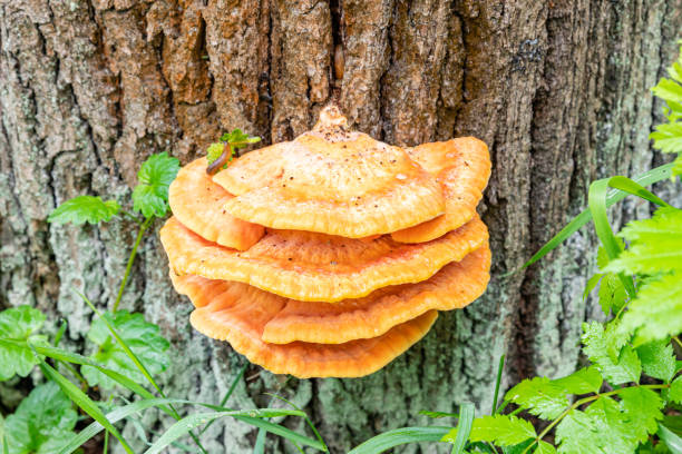 istock Tree fungus sulphur polypore, sulphur shelf or chicken mushroom (Laetiporus sulphureus) 1243815700