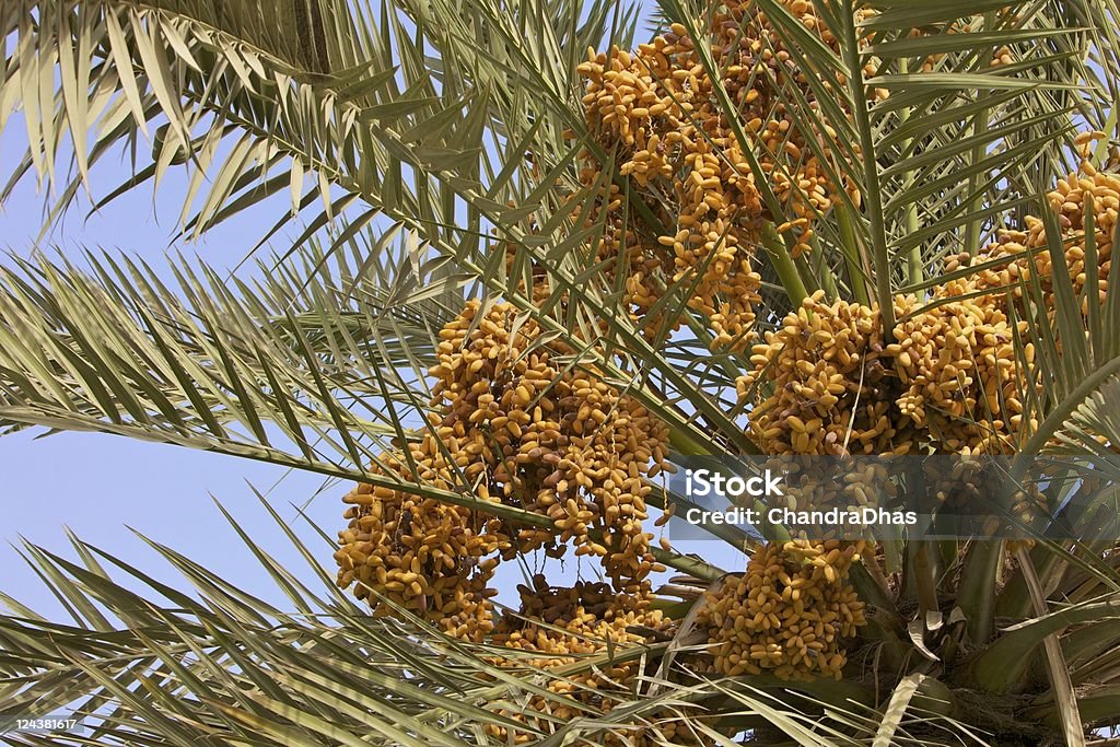 Dubai, Emirati Arabi Uniti - primo piano dei datteri che maturano su una palma sul ciglio della strada all'inizio dell'estate araba. - Foto stock royalty-free di Acerbo