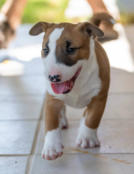 istock Red bull terrier puppy on the tile 1243819362