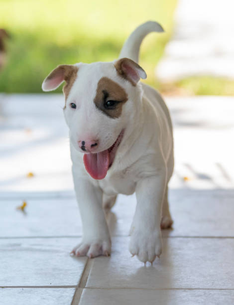istock White bull terrier puppy smiling 1243819370