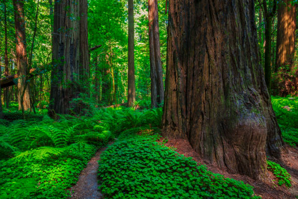 istock Redwood Forest trees and forest floor 1243824227