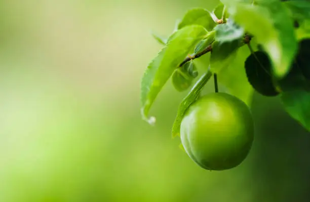 green plums on a branch
