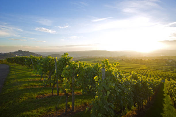 Vineyard over Stuttgart A vineyard over the city of Stuttgart. The photo was taken in the evening (Fall)... grapevine texas city stock pictures, royalty-free photos & images