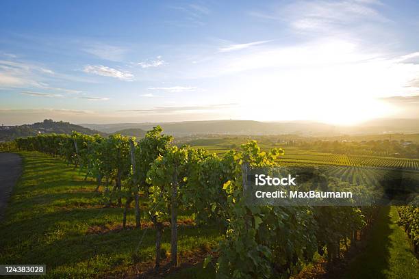 Vineyard Over Stuttgart Stock Photo - Download Image Now - Vineyard, Winery, Texas Hill Country