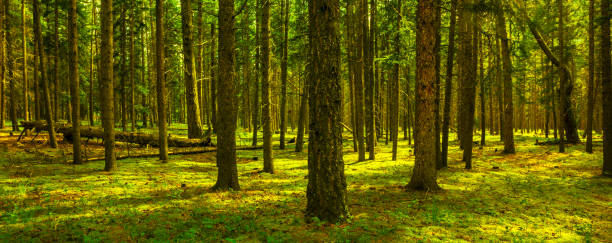 Pine forest with fog.