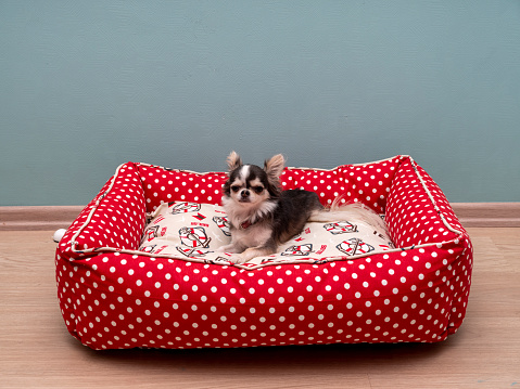 Chihuahua dog in new bed. Taken via medium format.