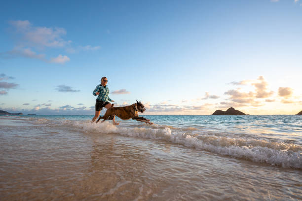 woman with boxer dog runs along the beach at sunrise - women hawaii islands beach beauty in nature imagens e fotografias de stock