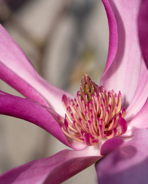 Tulip magnolia (Magnolia liliiflora) Tulip magnolia (Magnolia liliiflora), close up image of the flower head jane magnolia stock pictures, royalty-free photos & images