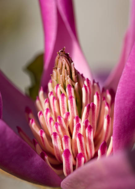 Tulip magnolia (Magnolia liliiflora) Tulip magnolia (Magnolia liliiflora), close up image of the flower head jane magnolia stock pictures, royalty-free photos & images