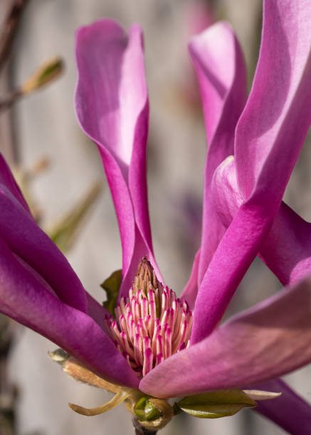 Tulip magnolia (Magnolia liliiflora) Tulip magnolia (Magnolia liliiflora), close up image of the flower head jane magnolia stock pictures, royalty-free photos & images