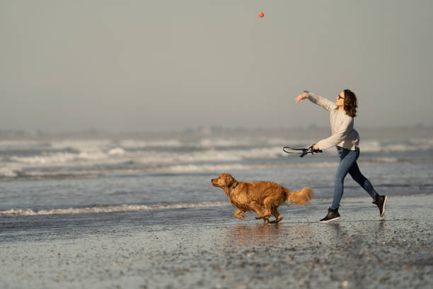 donna lancia palla per il suo golden retriever sulla spiaggia - cane al mare foto e immagini stock