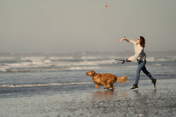 Woman throws ball for her Golden Retriever on the beach Dog runs along the beach, towards the water to catch ball washington state coast stock pictures, royalty-free photos & images