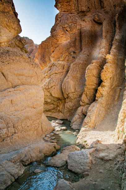 istock Oasis in the middle of Sahara Desert 1243841687