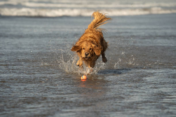 istock Golden Retriever runs down beach to catch ball 1243841773