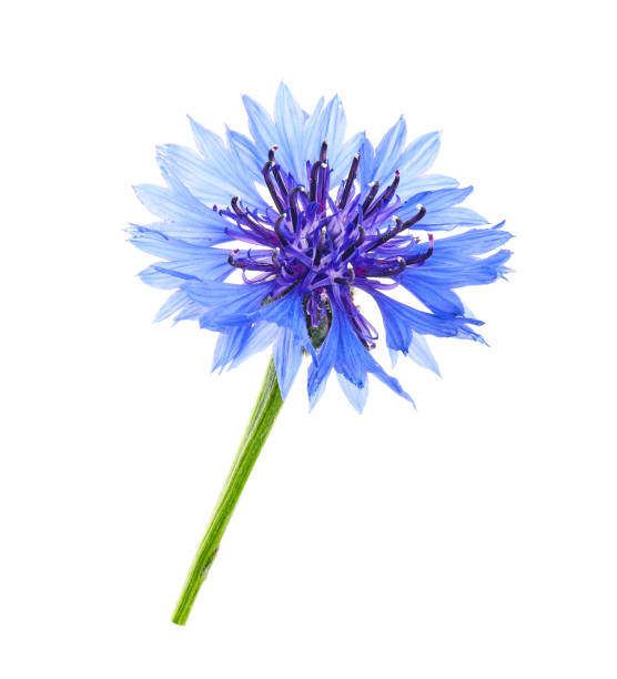 istock Centaurea cyanus, commonly known as cornflower or bachelor's button. Flowers isolated on white background 1243842180
