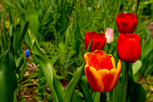 One red tulip on a background of green leaves greenhouse. Blurred background.