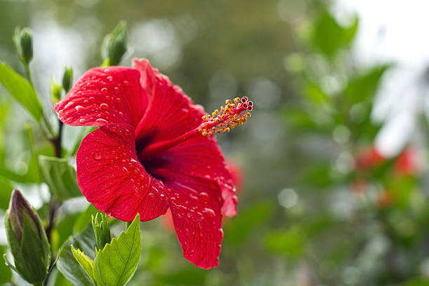 fiore di ibisco rosso - hibiscus single flower flower red foto e immagini stock