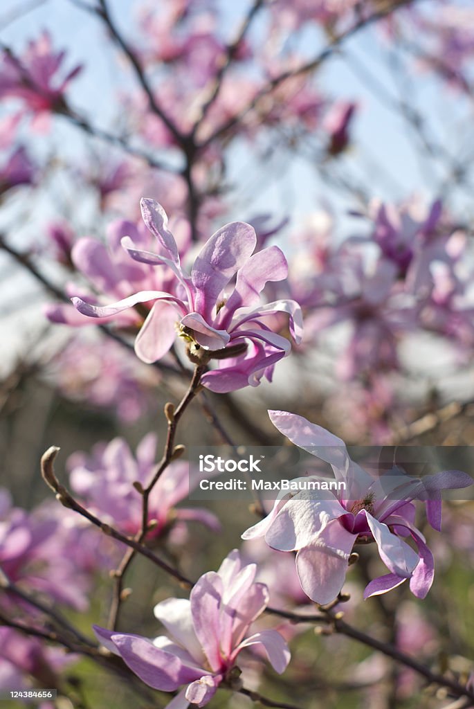 Magnolia fiori di primavera - Foto stock royalty-free di Albero