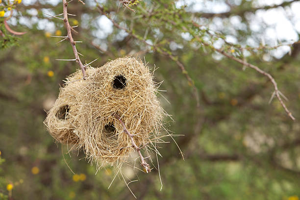 Kenya, Social-Weaver Birds Nests on the Masai Mara.