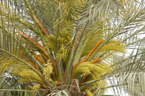 Dubai, UAE - A date palm in bloom, turning into young dates.  Care-takers will soon cull the blooms growing upwards and allow only some of them growing towards the lower part, grow into delicious fruit.