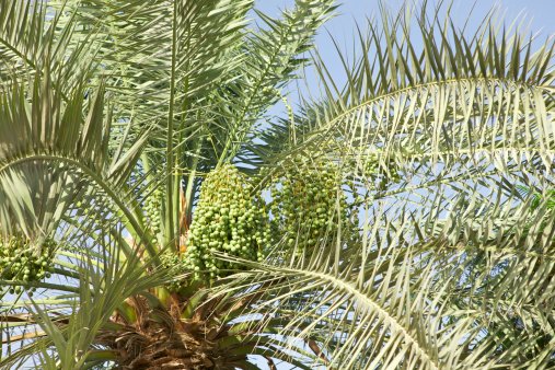 In the month of May the dates on the date palms are still green.  It will not be long before the hot Arabian summer sun will turn these green dates to golden yellow and delicious fruit. Unripe dates are know as Kimri.  Horizontal format; no people.