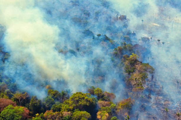 vista aérea de um incêndio de desmatamento na amazônia. - deciduous tree tree trunk nature the natural world - fotografias e filmes do acervo