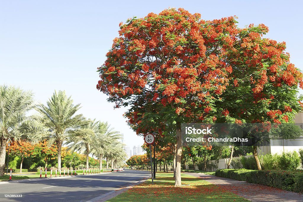 Dubai, UAE - Gulmohar in bloom In the Month of May and June the gulmohar trees are in bloom; several parts of the Arabian city of Dubai in the United Arab Emirates are ablaze in red. Lots of flowers. Arabia Stock Photo