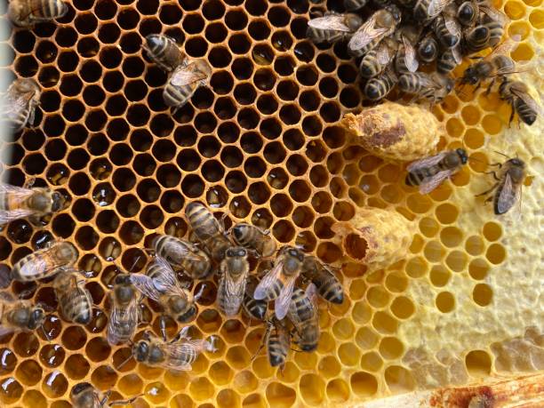 istock Honeybees and queen cells 1243857104
