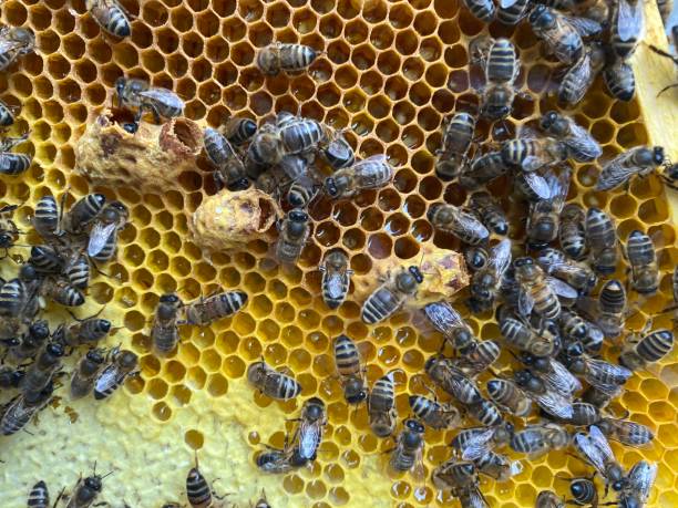istock Honey bees in a hive close up 1243860822