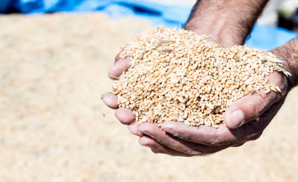 istock farmer showing harvest wheat in hands 1243861358