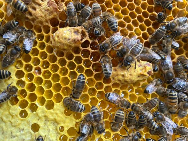 istock Honey bees in a hive 1243863620