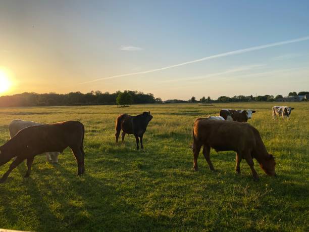 istock Sunset in a cow pasture 1243863634
