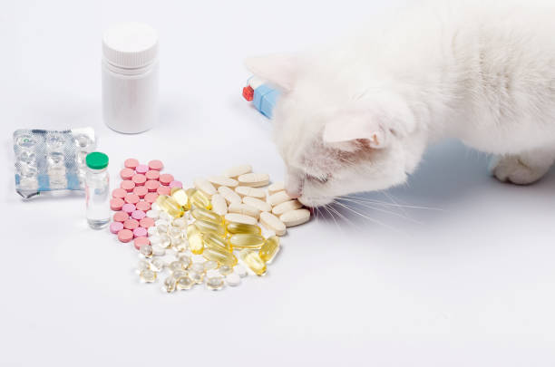 istock Vitamins or tablets for cat. Animal nutritional supplements on white. 1243869638