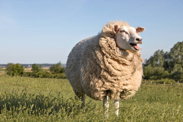 Wool_Sheep wool sheep moving on the dike ewe stock pictures, royalty-free photos & images