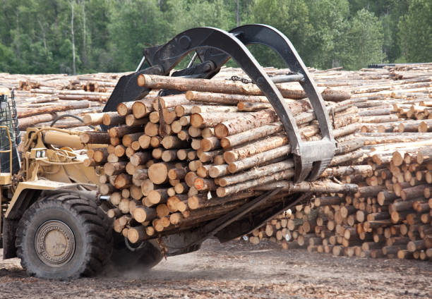 istock Heavy Machine Working at Lumber Mill in Logging Industry 1243873435