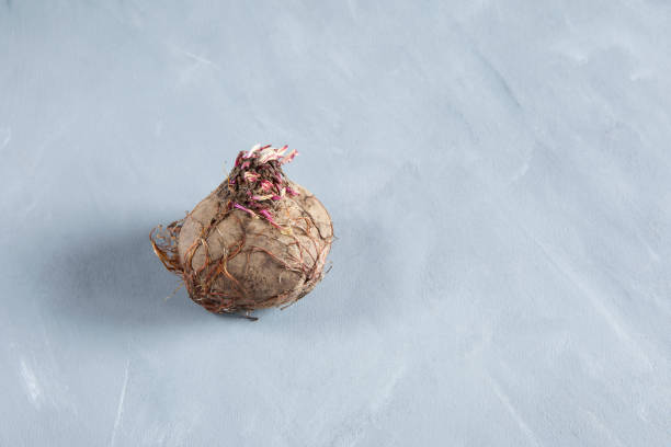 Trendy ugly food vegetables. Organic sugar beet root on grey background Trendy ugly food vegetables. Organic sugar beet root on grey background. ugly soup stock pictures, royalty-free photos & images