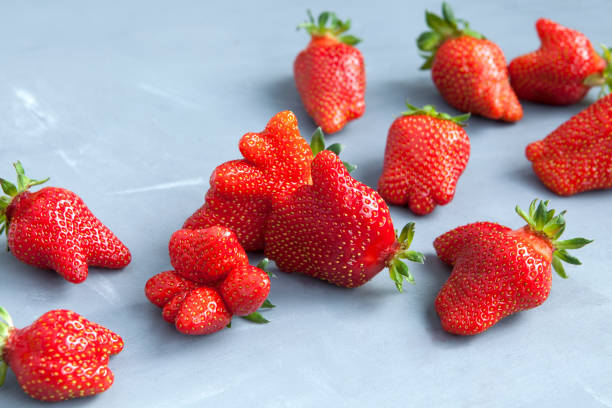 Fresh juicy berries. Organic strawberries of unusual shape. Trendy ugly fruits Fresh juicy berries. Organic strawberries of unusual shape. Trendy ugly fruits. awful taste stock pictures, royalty-free photos & images