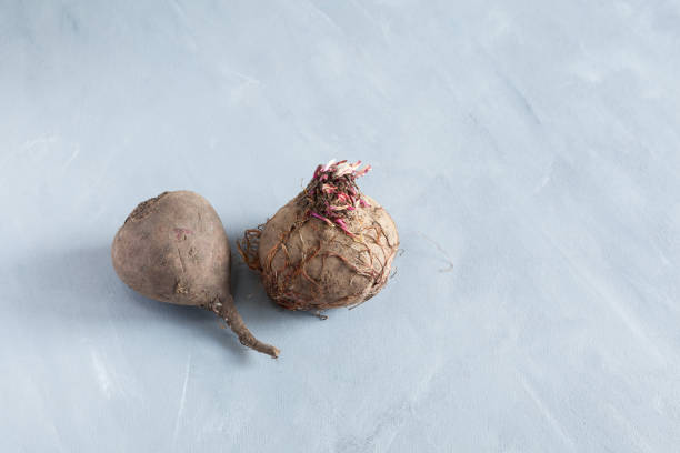 Trendy ugly food vegetables. Organic sugar beet roots on grey background. Space for text Trendy ugly food vegetables. Organic sugar beet roots on grey background. Space for text. ugly soup stock pictures, royalty-free photos & images
